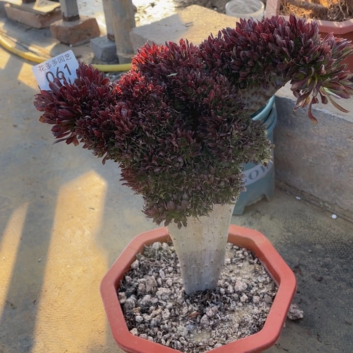 061号黑法师长缀花