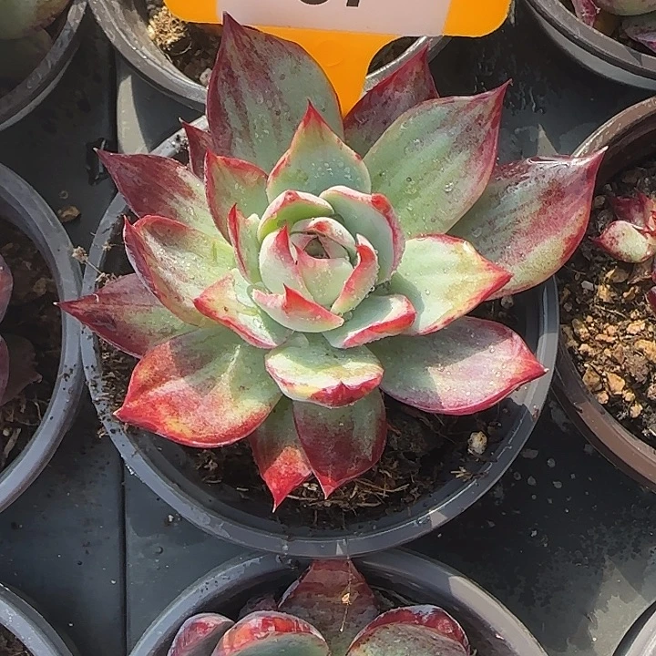 67 惊鸿仙子多肉植物6-9cm