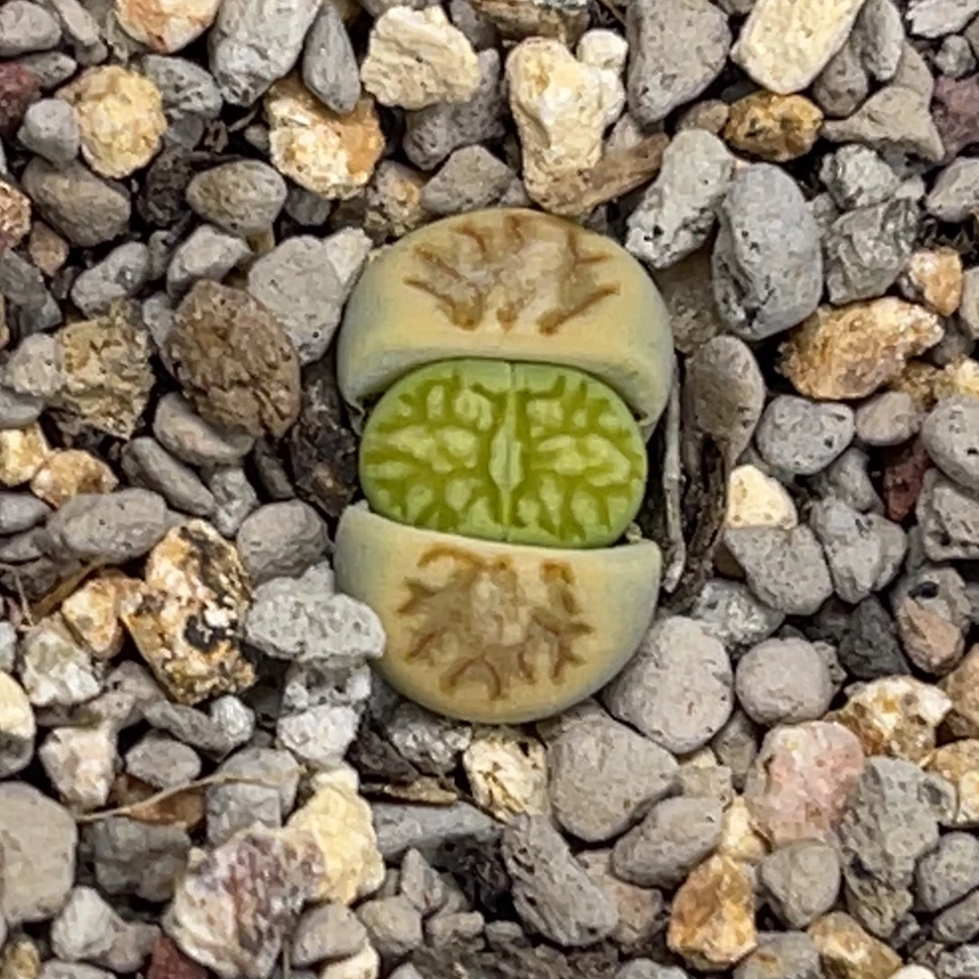 6043奶菊1尺寸1.3