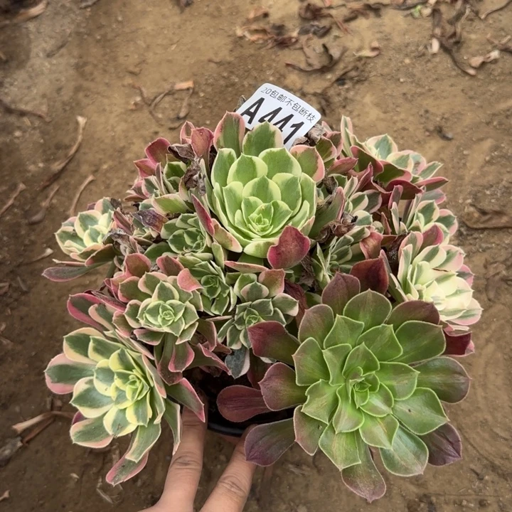女郎……多肉植物……