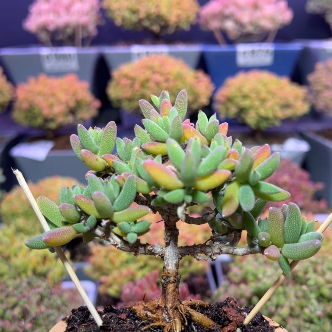 【闪购商品】e019实生直杆提根小玉米送盆