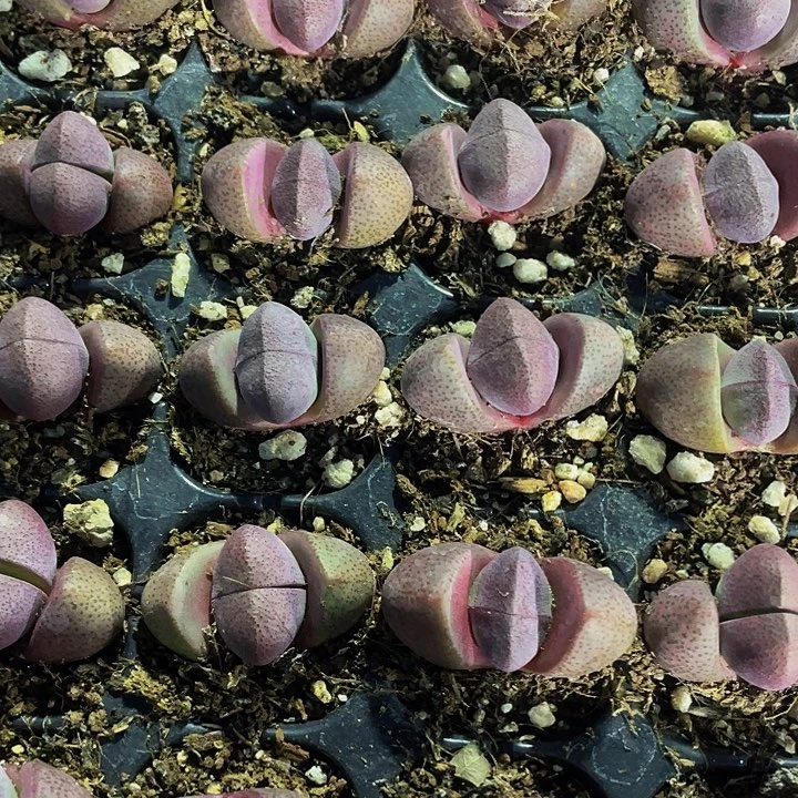 小紫元宝3.8带土发