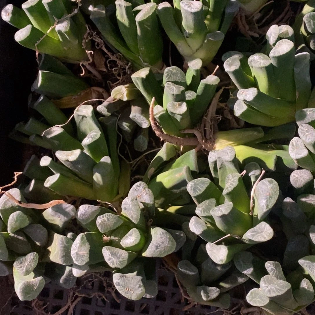 202 一颗万象 端午福利