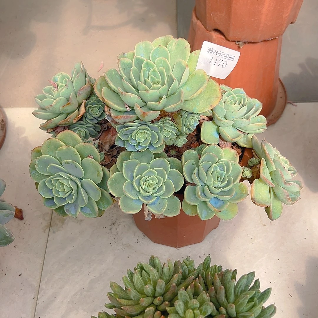 Z****1170哈密瓜多肉植物多肉