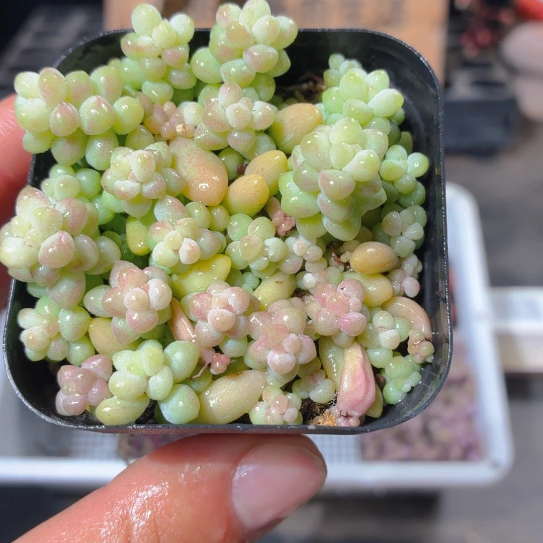 玉坠多肉9.9包邮发货