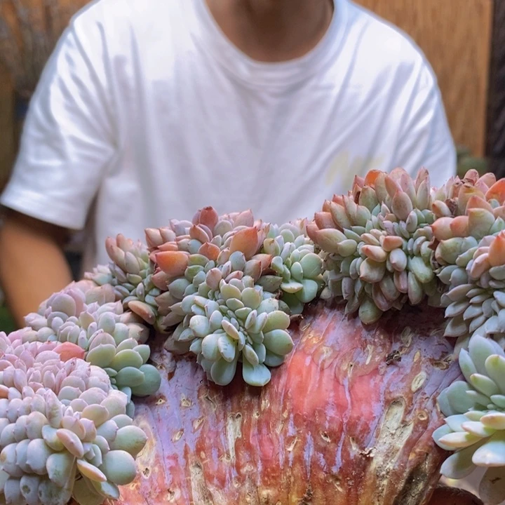 手***4194号海棠花多肉植物