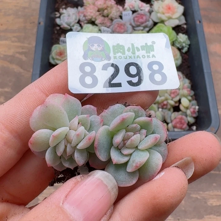 暖*?多肉植物多肉植物