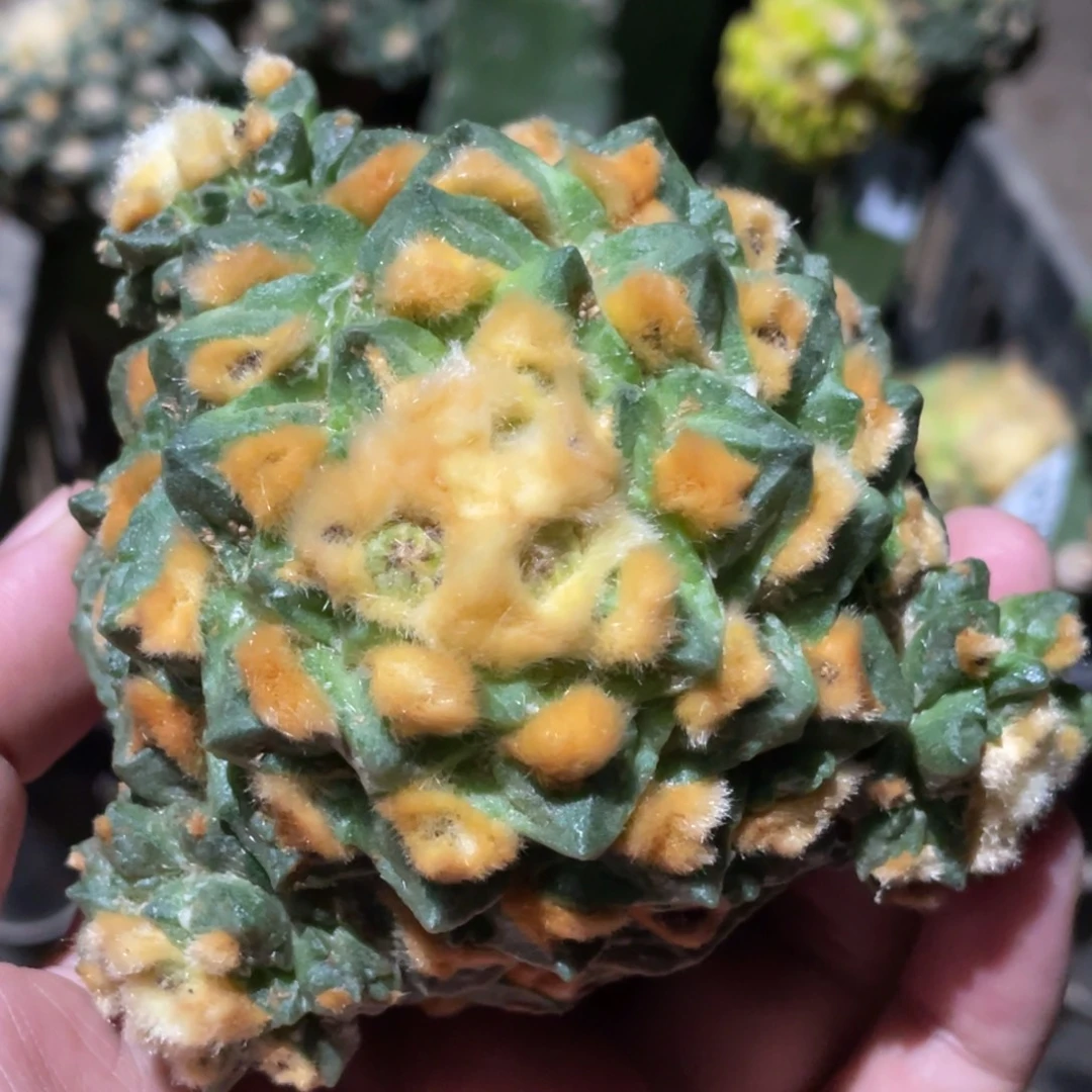 全部花朵螺旋陀螺 金毛龟甲牡丹838