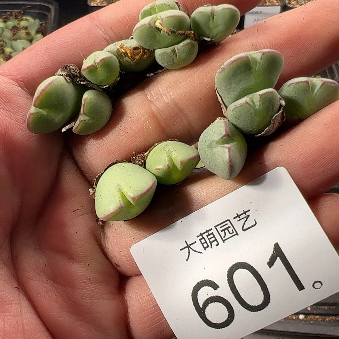 一物一拍。    601