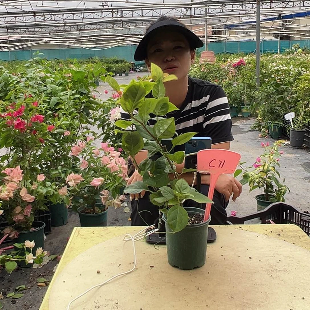 大部分开放少量花苞C71红钻石