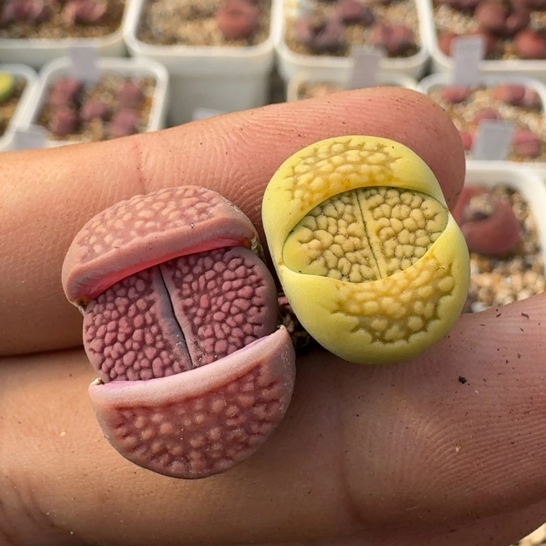 朱*G197紫巴里回交黄绿巴里杂二代