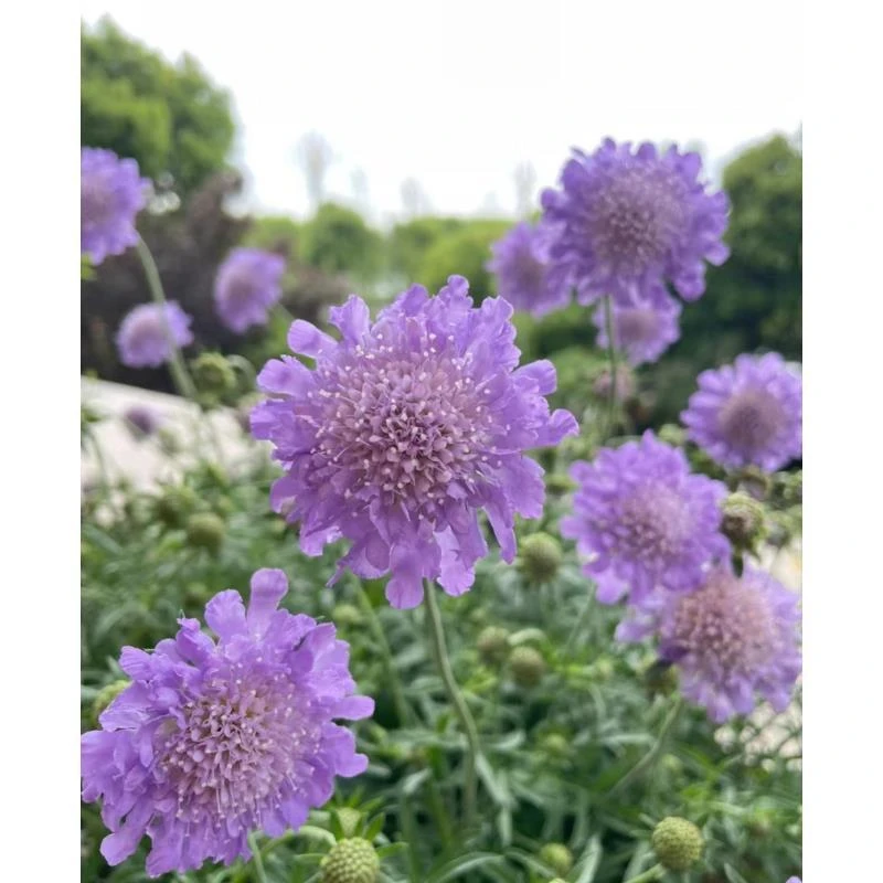 [蓝盆花] 1加仑大盆 带花苞多年生耐寒高加索蓝盆花栽冬季开庭院