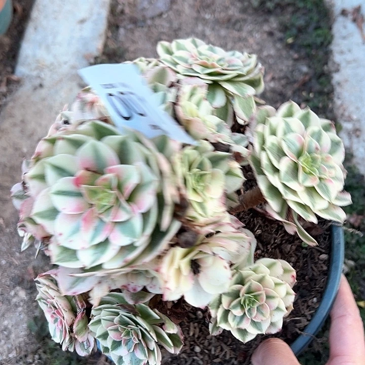 0071倾城多肉植物