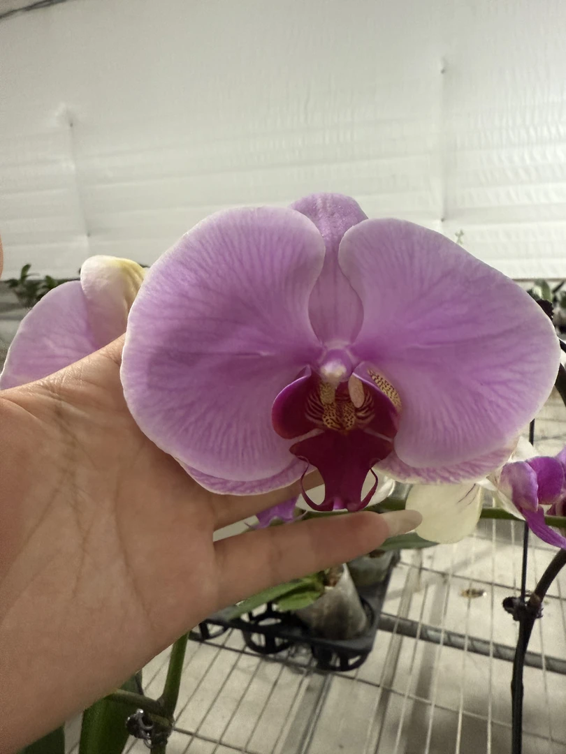 超大粉蝴蝶兰3.5加高成熟苗不带花成熟苗