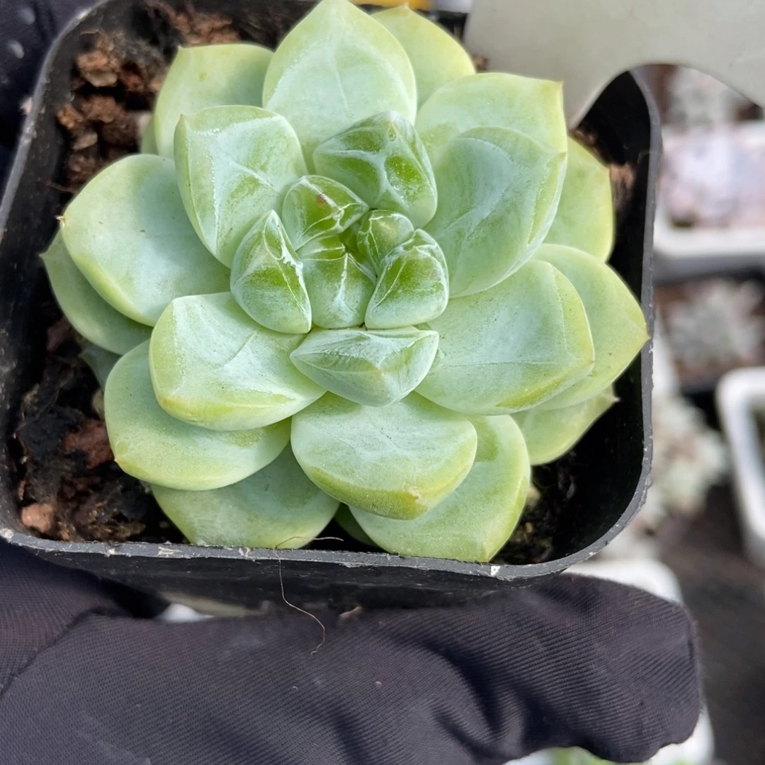 1030绿钻多肉植物精华