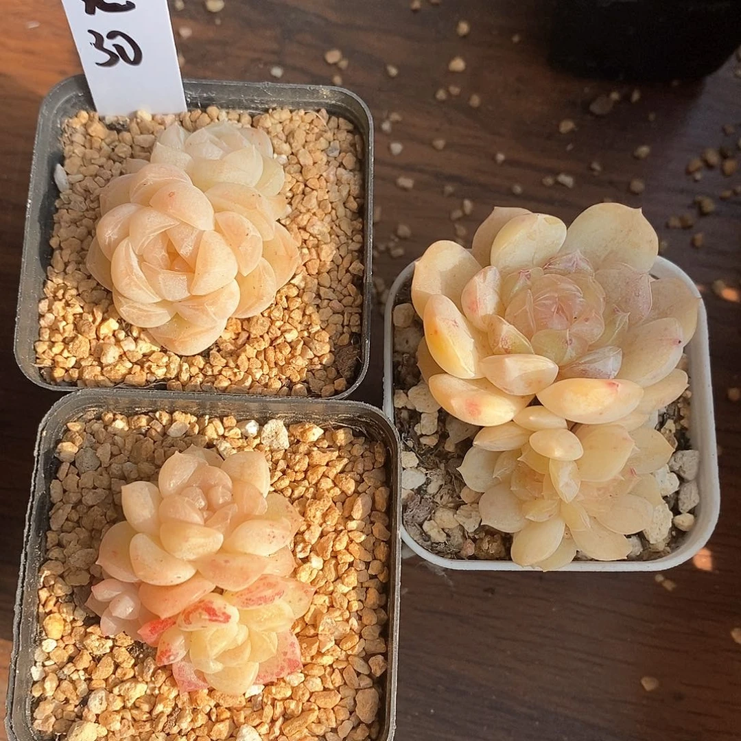 响当当啊这不是要干的