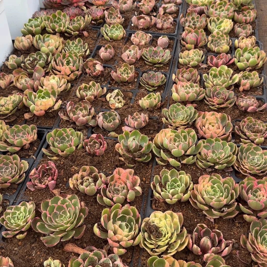 好***余穴盘小苗主头发货