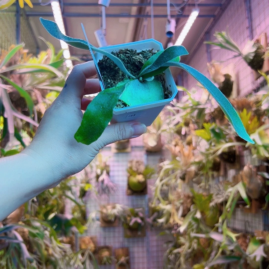 无花朵ar孢子苗。a38