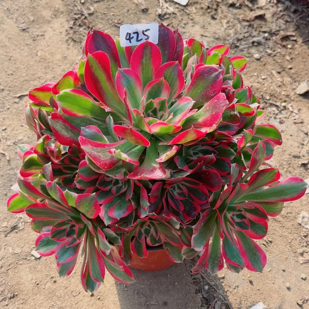 425七彩石多肉法师