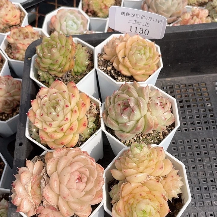 薇薇安园艺多肉1130