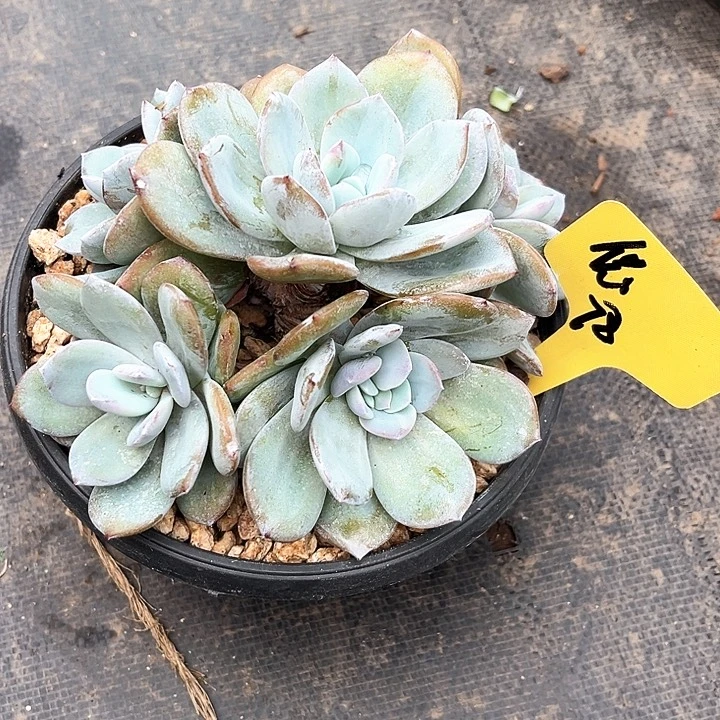 奶茶78号码牌子的话