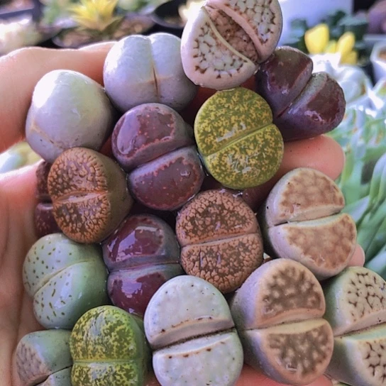 无花朵1351，2.1-2.7厘米17颗