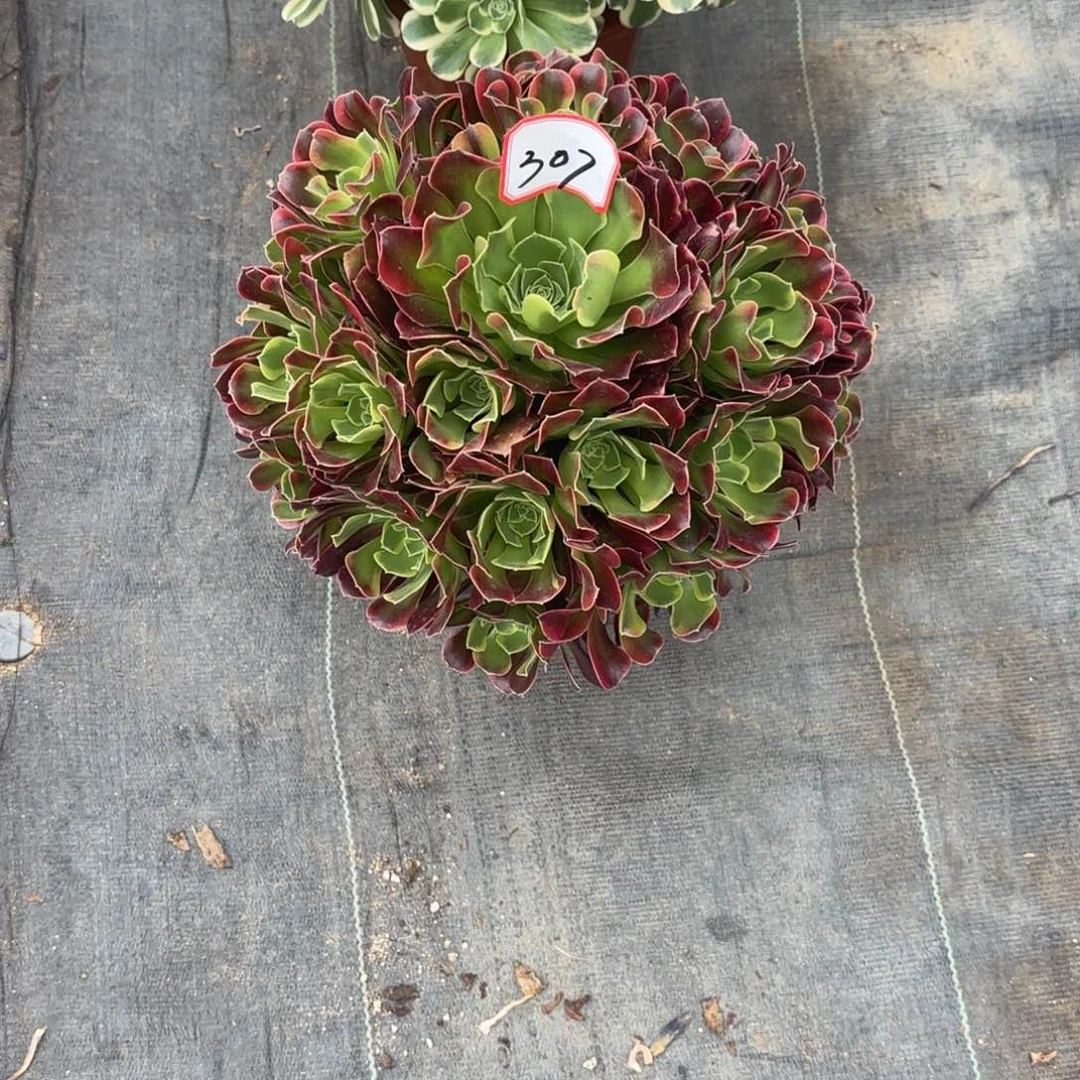 花好月又圆1234518307墨兰迪