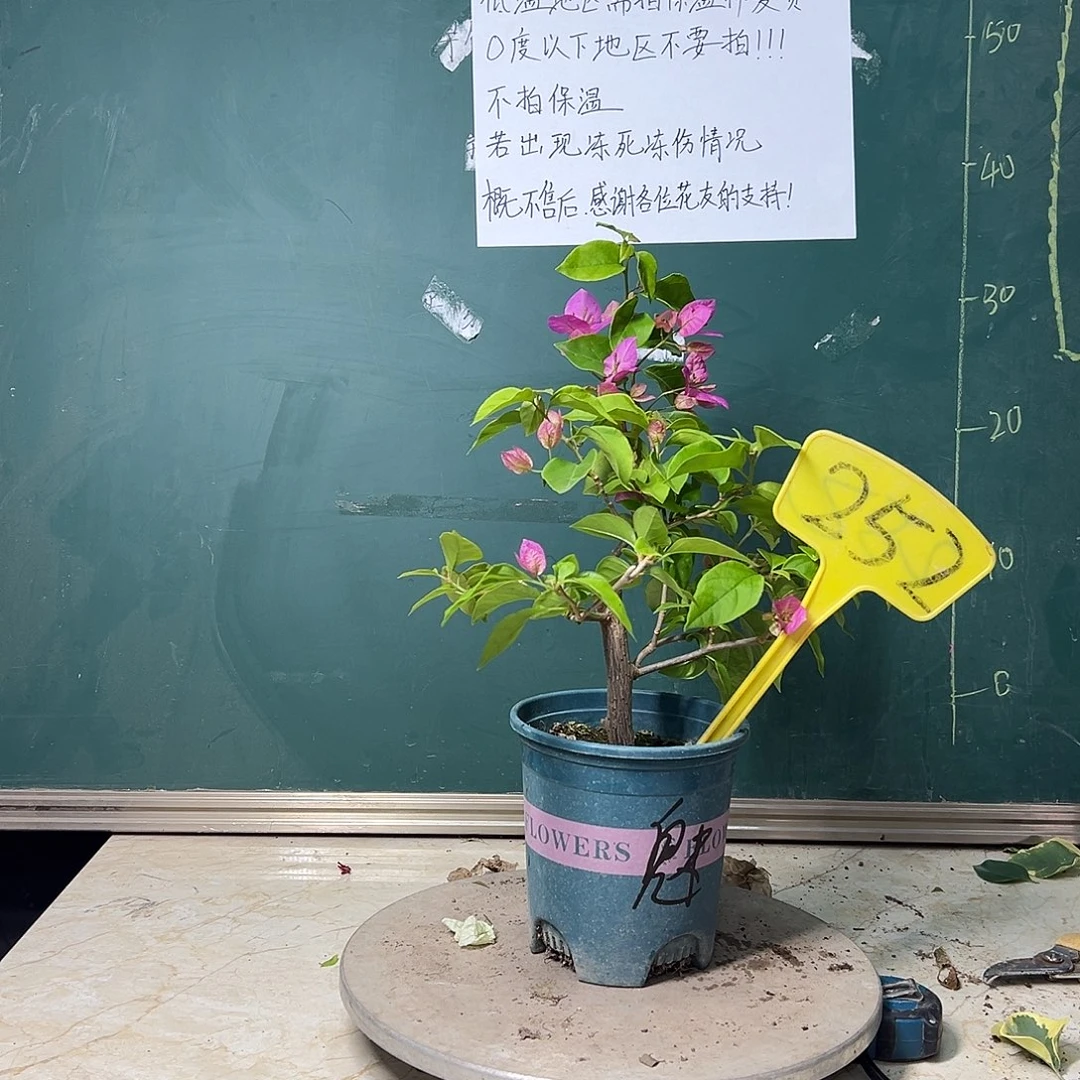 完全开放魅惑 252