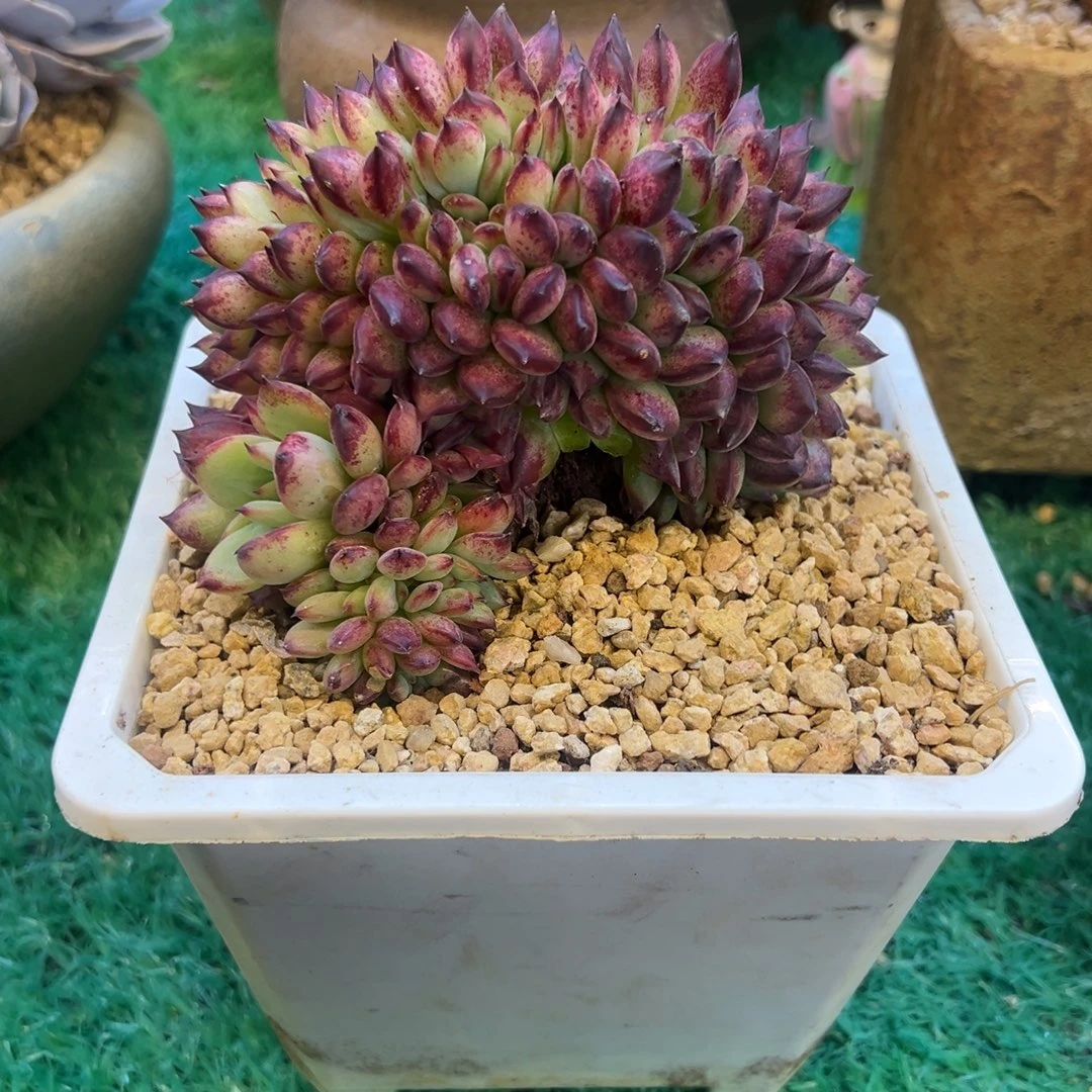 红拉糖缀化，，，，，，，，，，