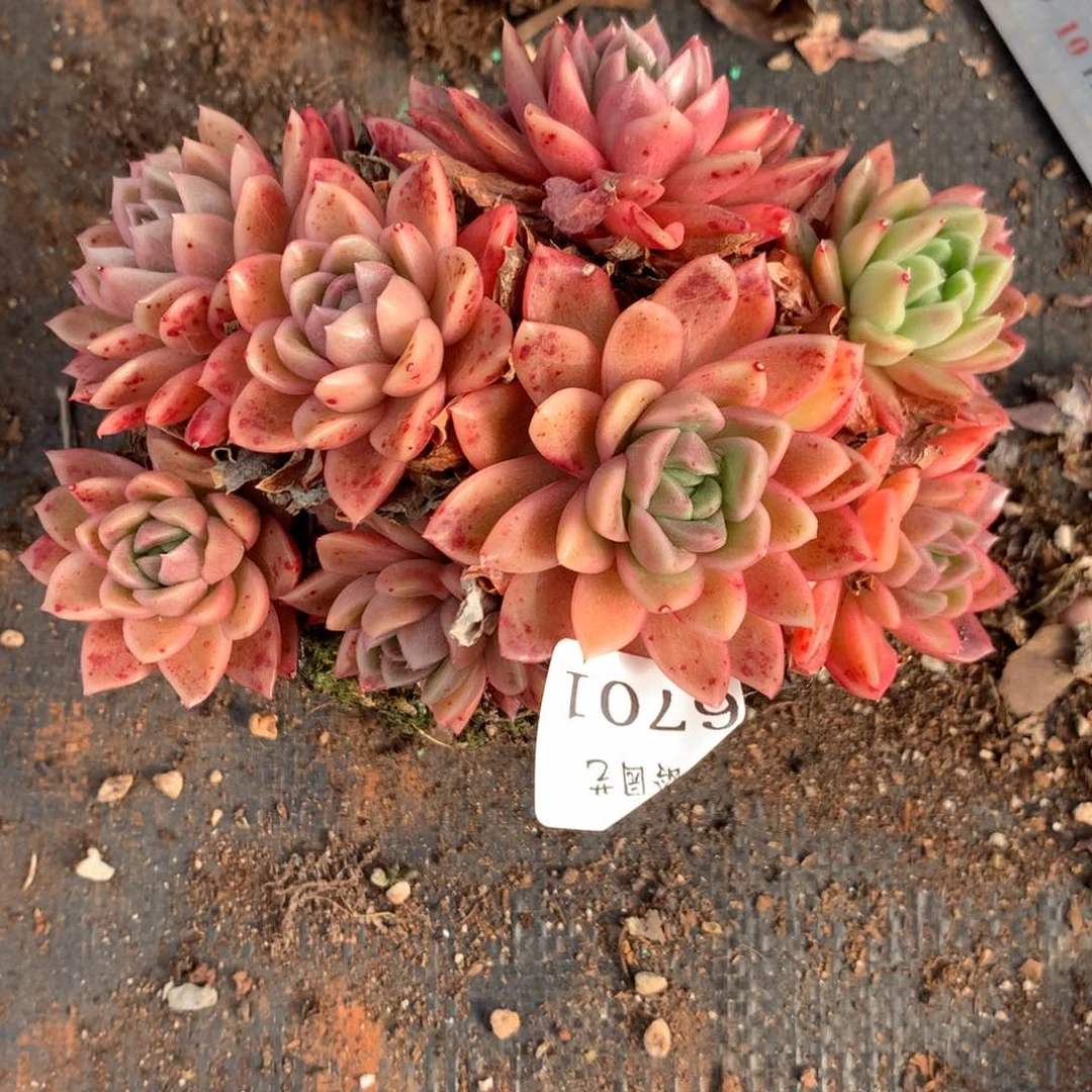 6701杂交精品基地14厘米
