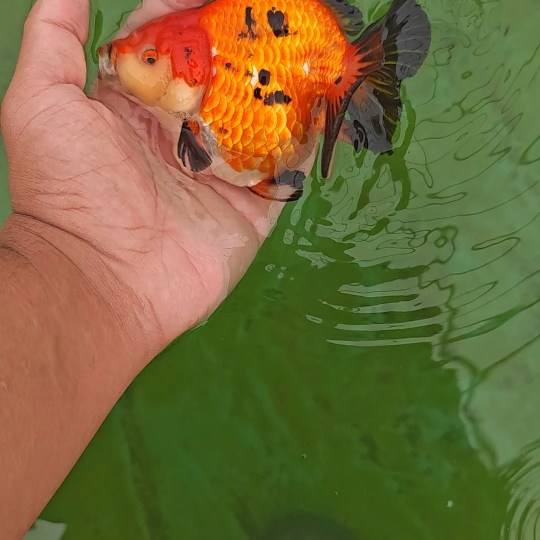 鸡血红玛丽泰狮金鱼