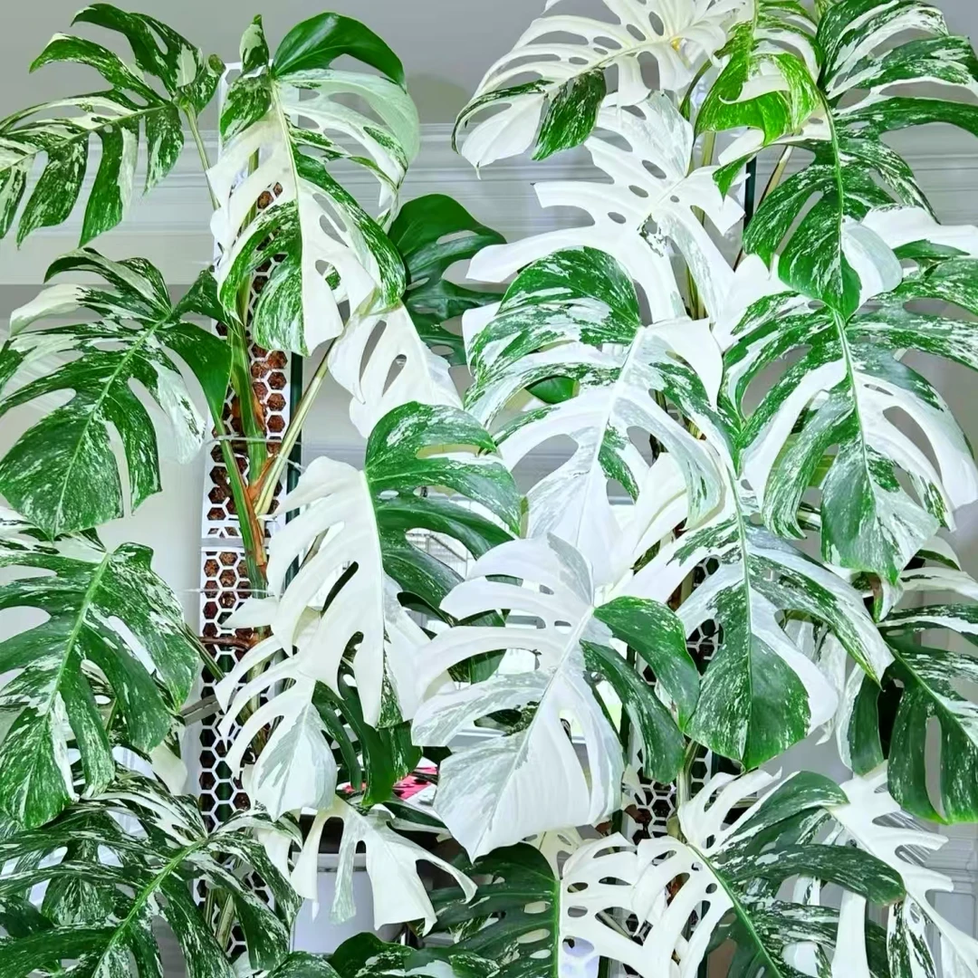 福利洒金白锦龟背竹 一片叶子 不种发货  云南鲜花绿植