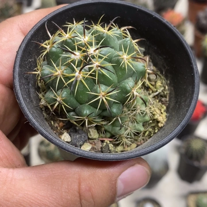 实生钢钉特价福利