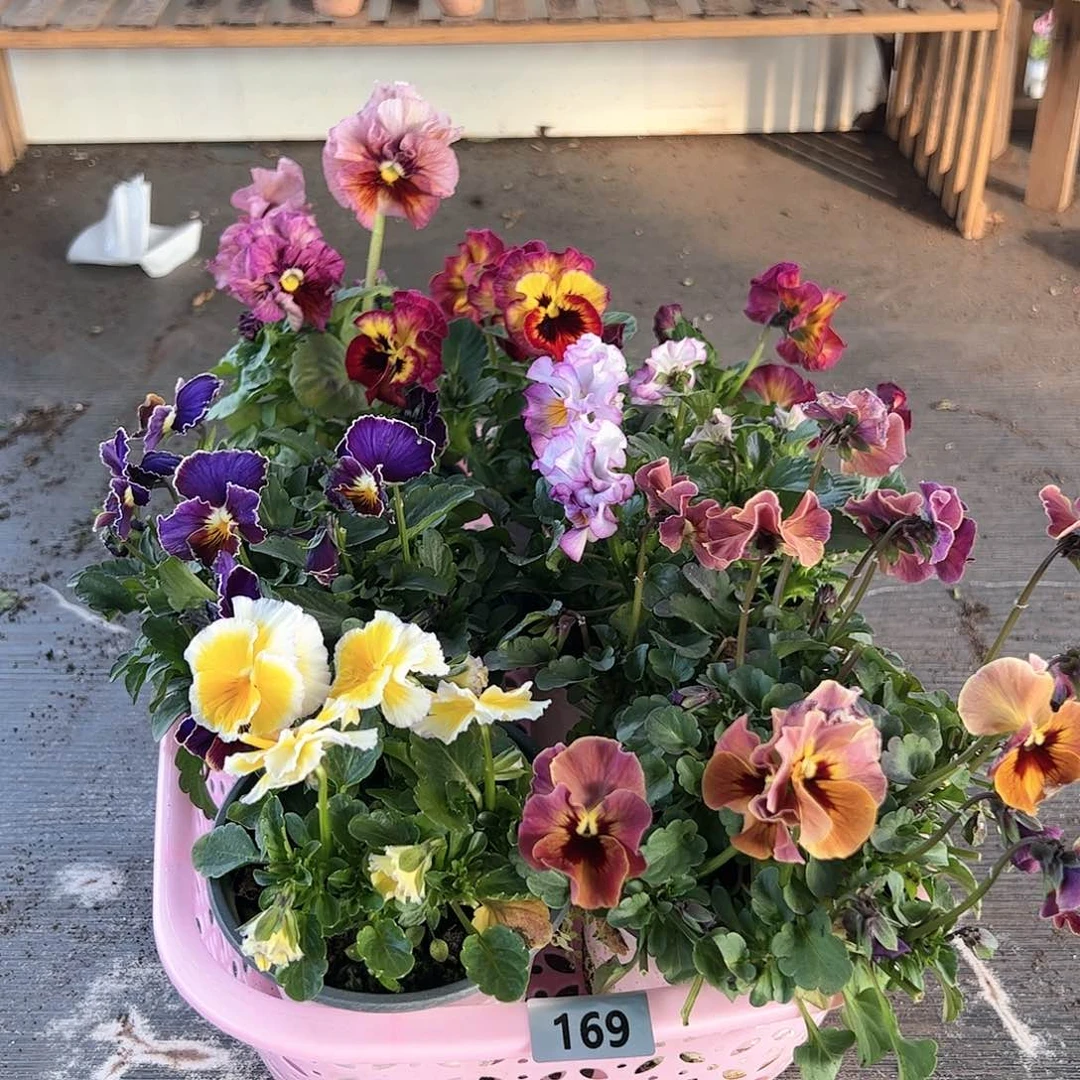 【闪购商品】169号