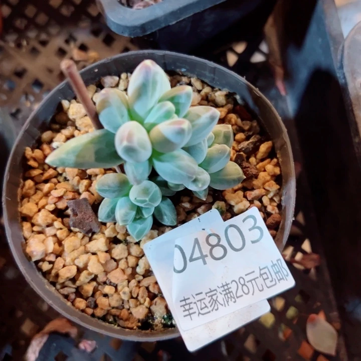 幸运的人会遇到你喜欢