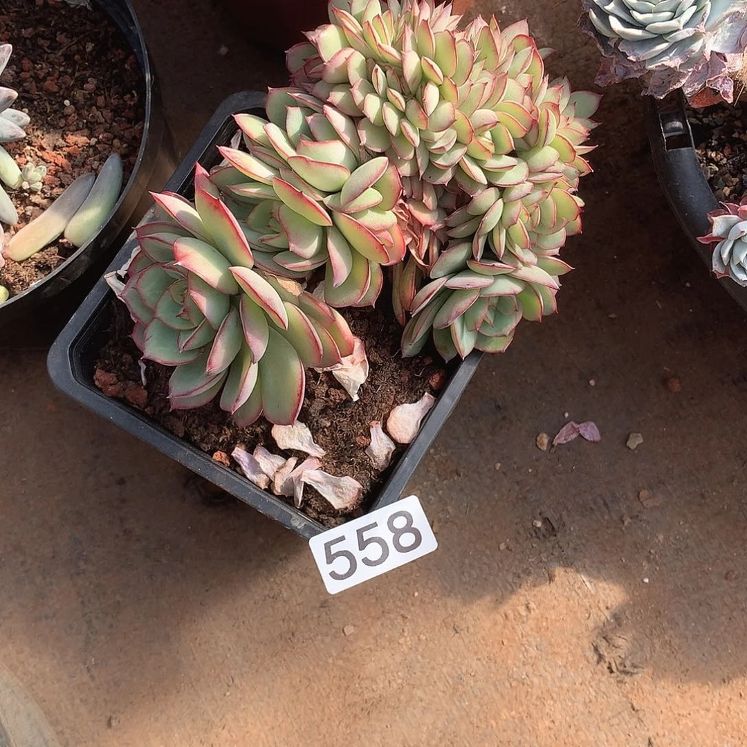 558牡丹亭一物一拍多肉