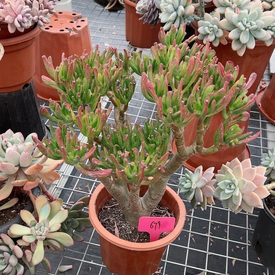 威**来679吸财树多肉植物