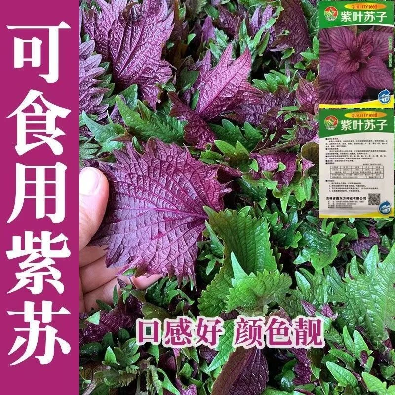四季食用紫苏种子紫苏籽种子香菜种紫苏四季种植阳籽超大春季爆品