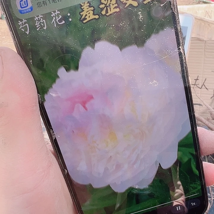 当前无花栽培后可以开花羞涩女王