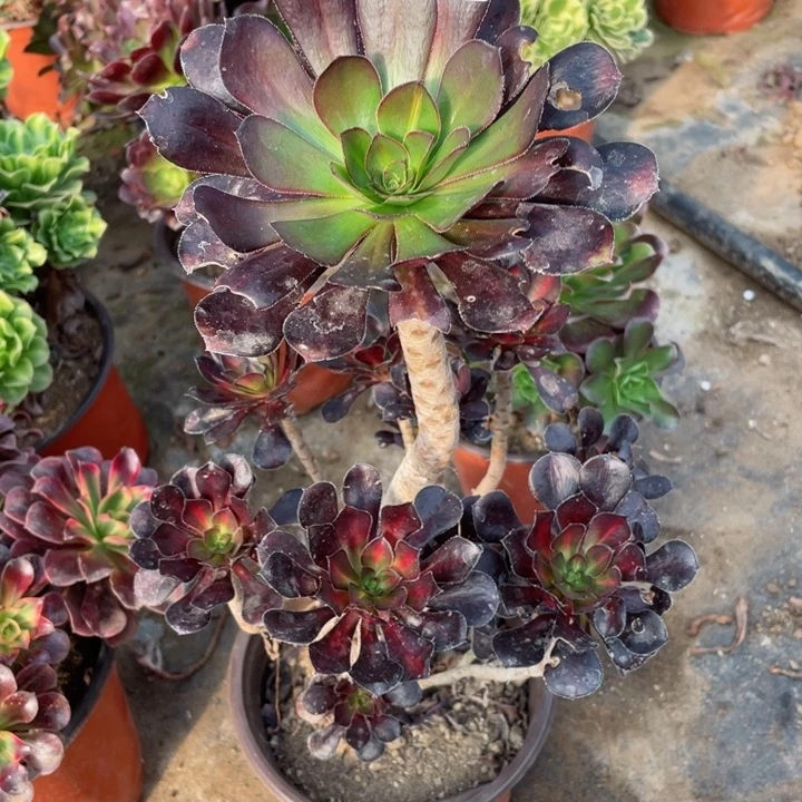 655晚霞多肉123446789