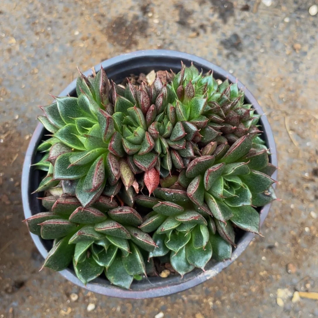 多肉植物盆栽多肉植物