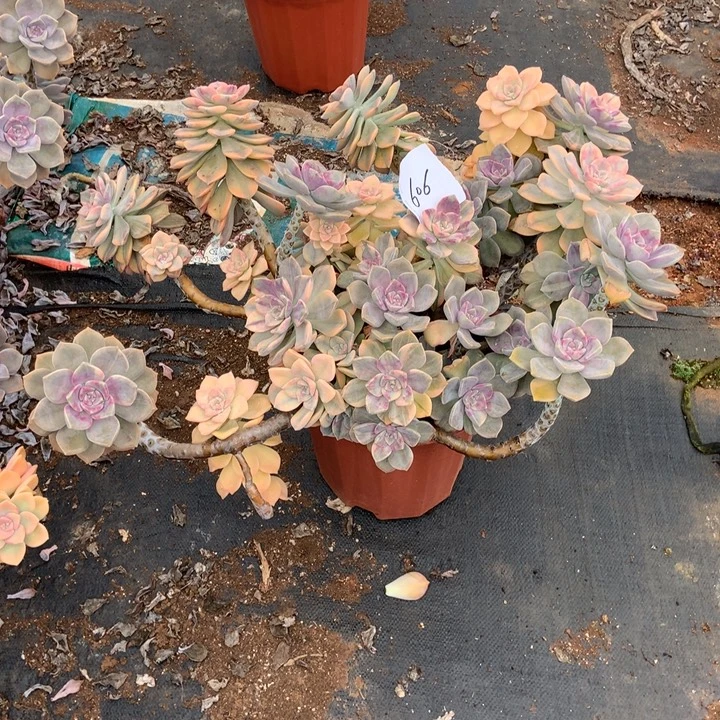 娜***娜紫乐锦606带盆物流自理晓晓一物一拍