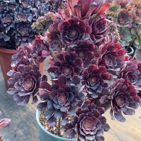 铜壶花脸多肉植物024