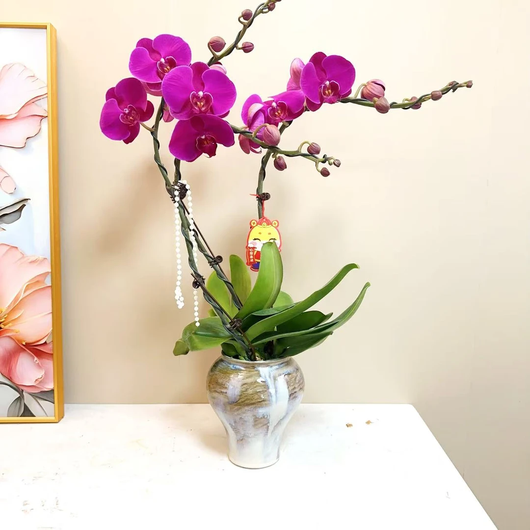 A级【大辣椒】精品蝴蝶兰