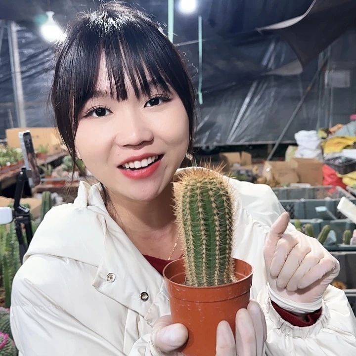 红星毛花柱111111111