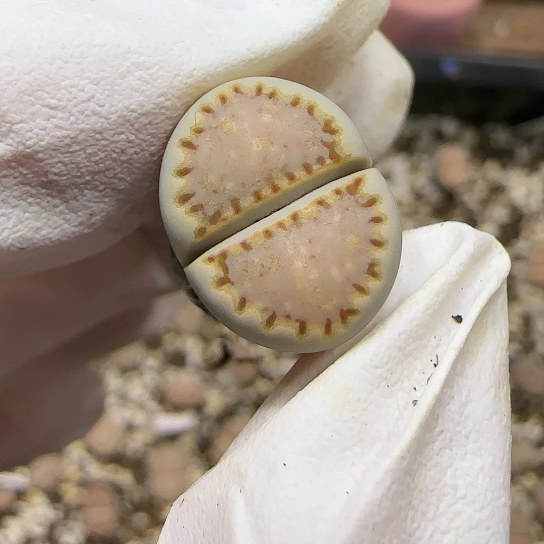 11.16.1621.013饼干.9022