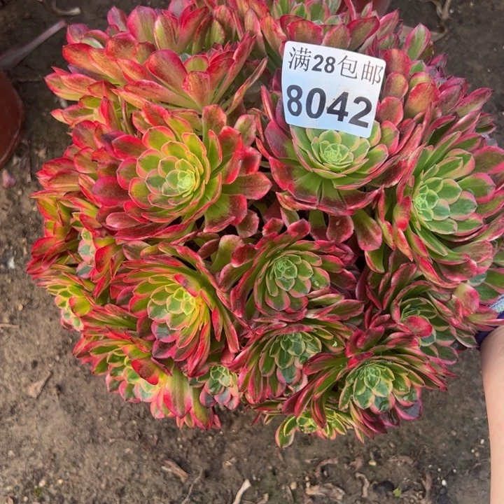 8042朝霞多肉植物