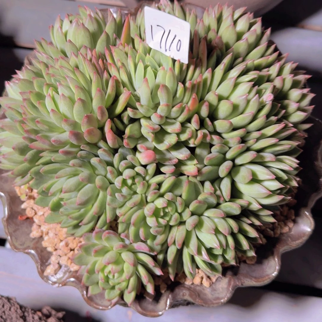 来***张17110美人杂带盆多肉植物