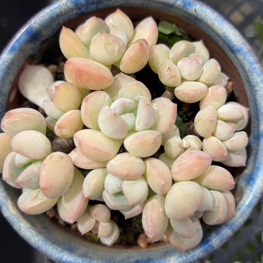蜜桃格林精控多肉一物一拍