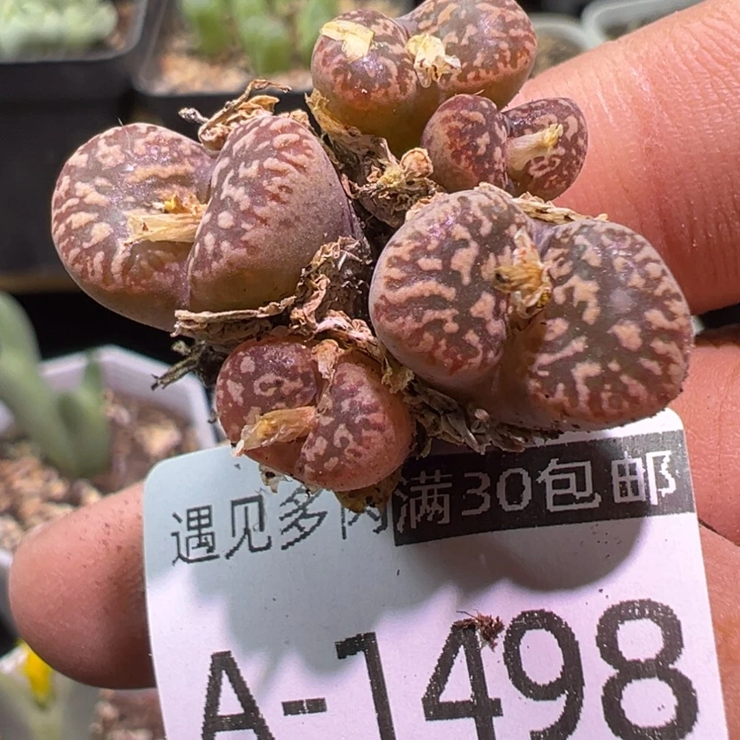 多肉植物11111111111